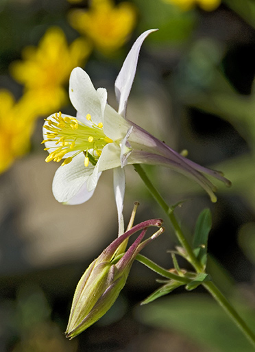 purple columbine